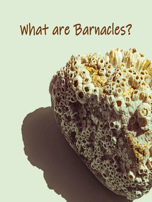cover image of What are barnacles?